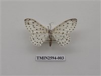 藏品(尺蛾107)的圖片